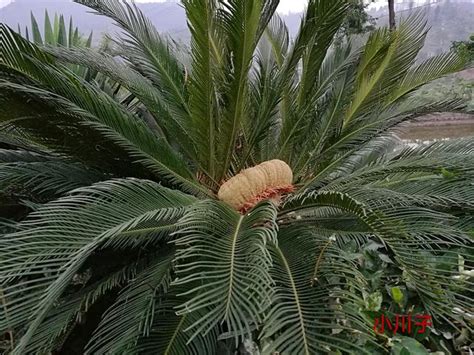 鐵樹開花的意思